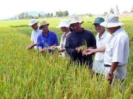 An Giang កសាង”រូបសណ្ធានវាលស្រែធំ “ - ảnh 3